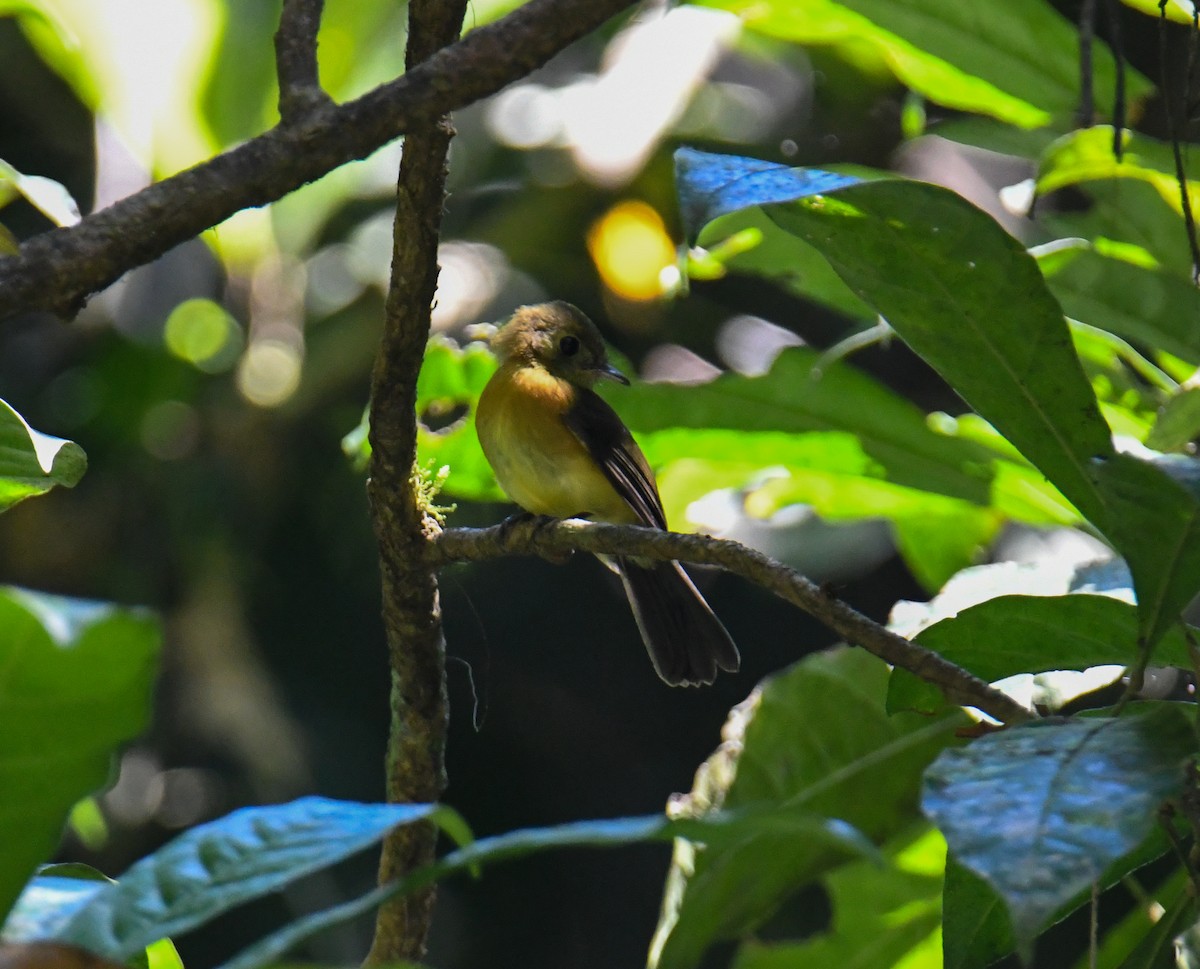 Sulphur-rumped Flycatcher - ML637974036