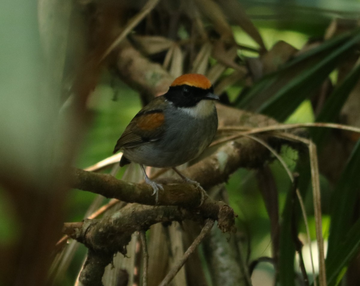 Black-cheeked Gnateater - ML637974060