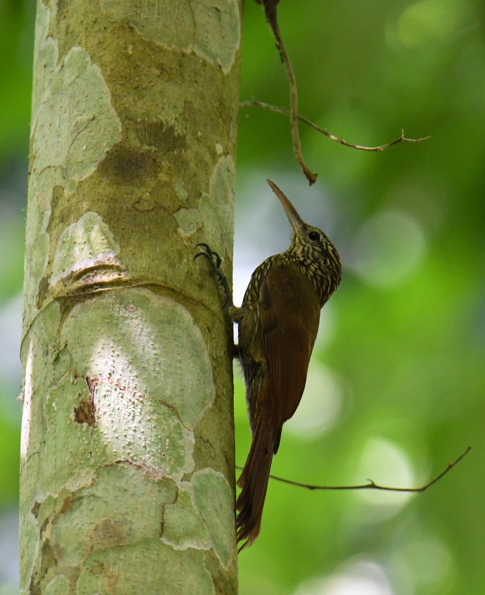 Streak-headed Woodcreeper - ML637974082