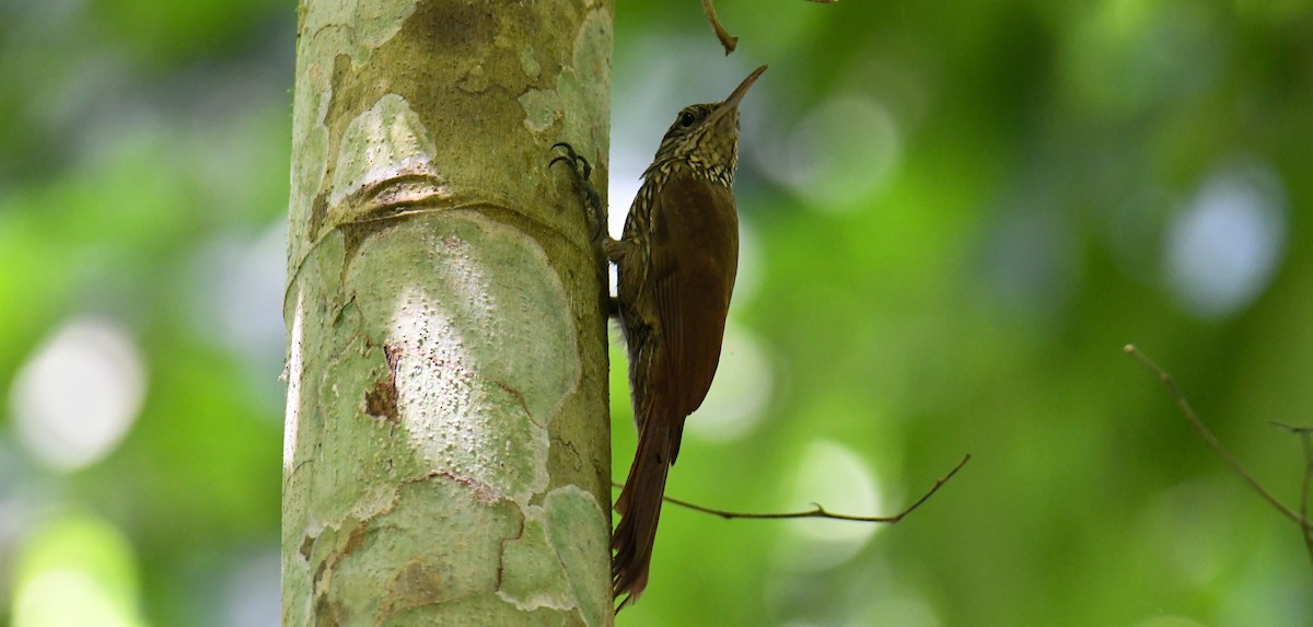 Streak-headed Woodcreeper - ML637974083