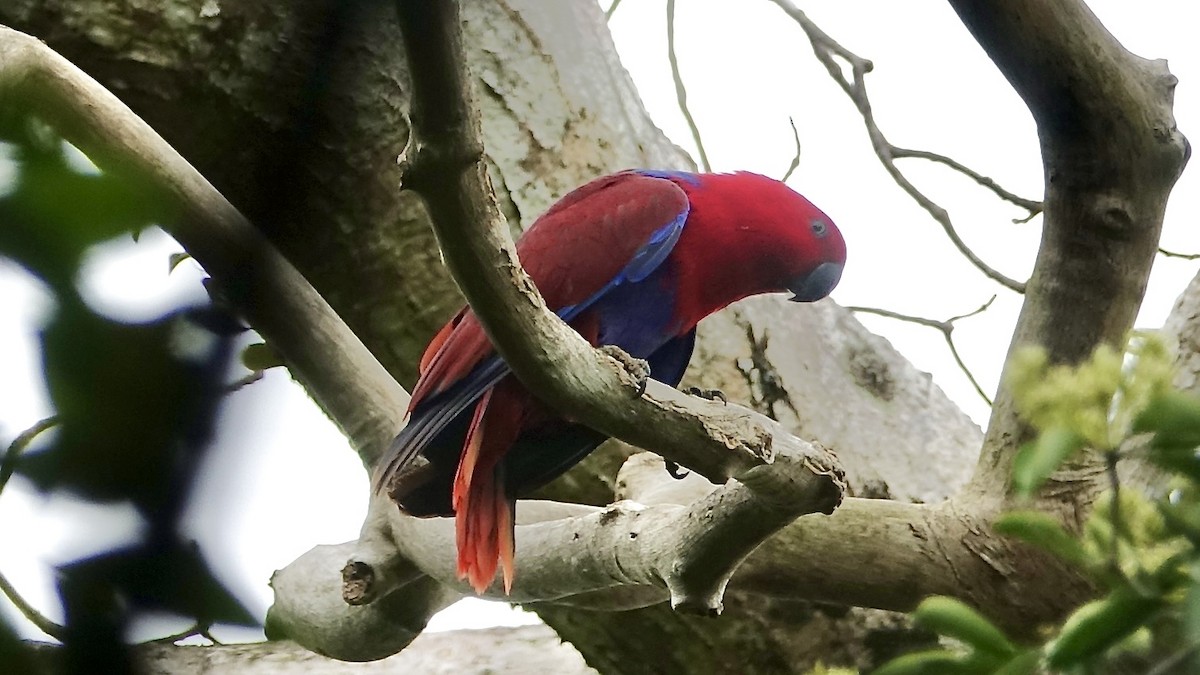 Papuan Eclectus - ML637974090