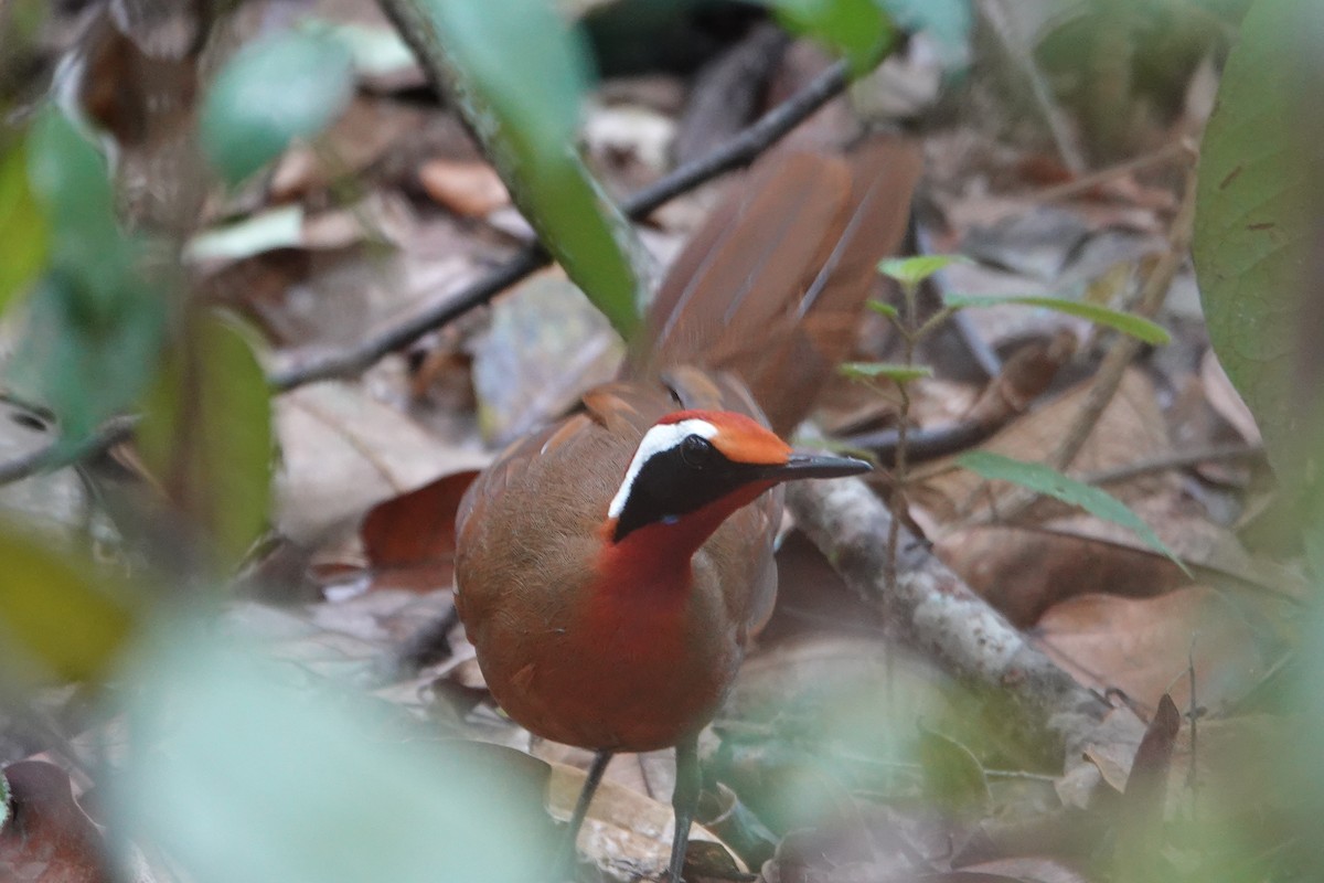 Malaysian Rail-babbler - ML637974099