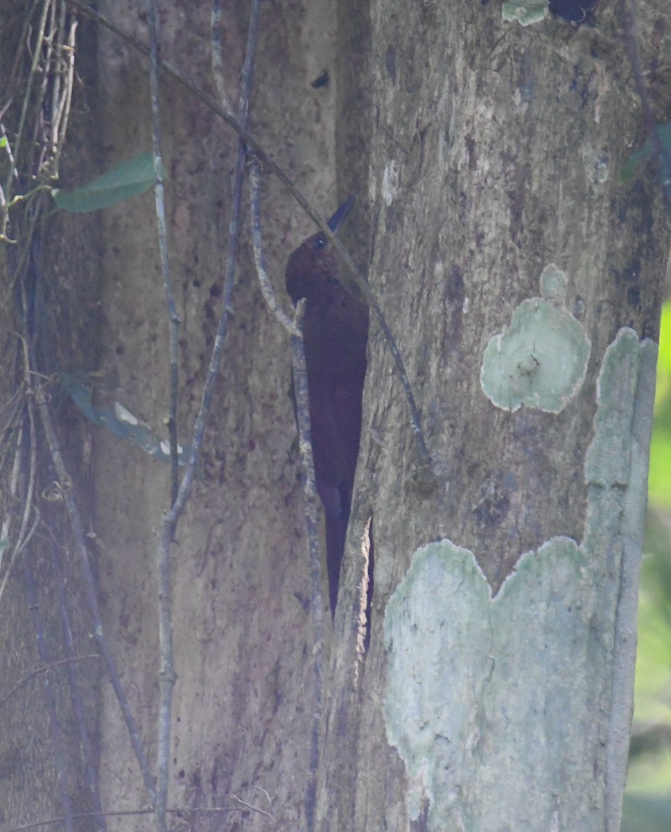 Northern Barred-Woodcreeper - ML637974116