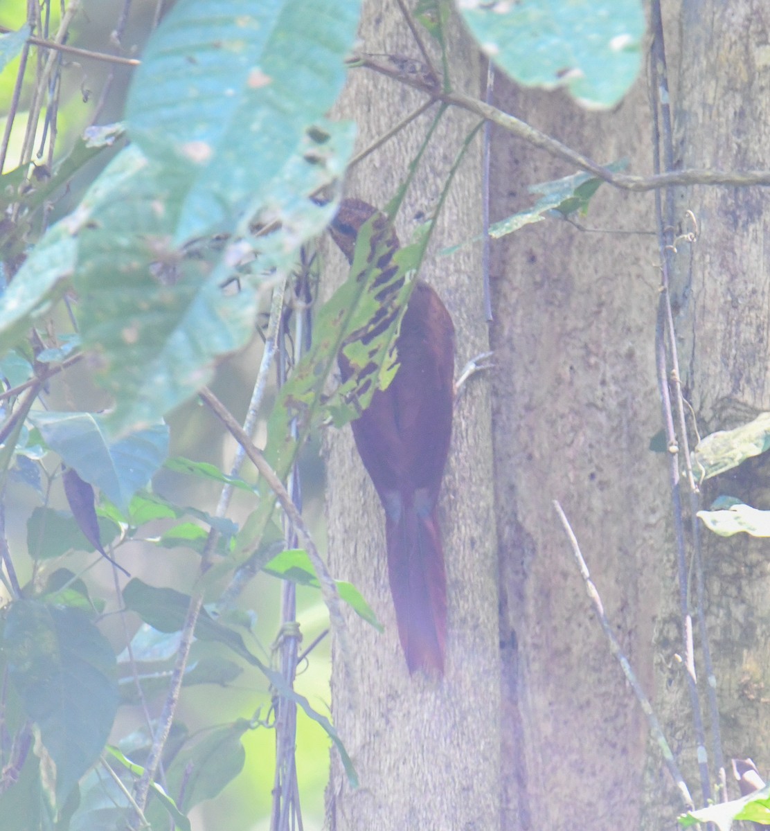 Northern Barred-Woodcreeper - ML637974117