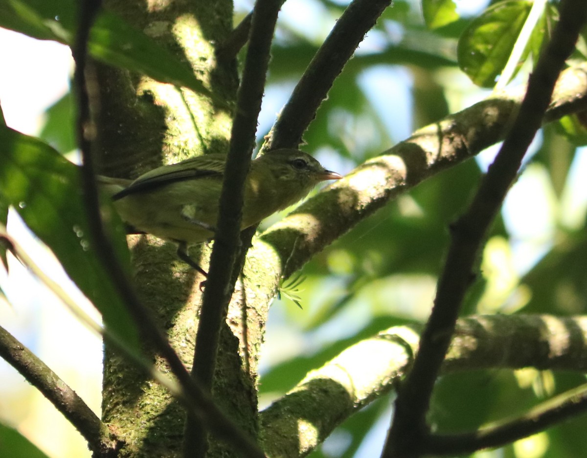 Rough-legged Tyrannulet - ML637974126