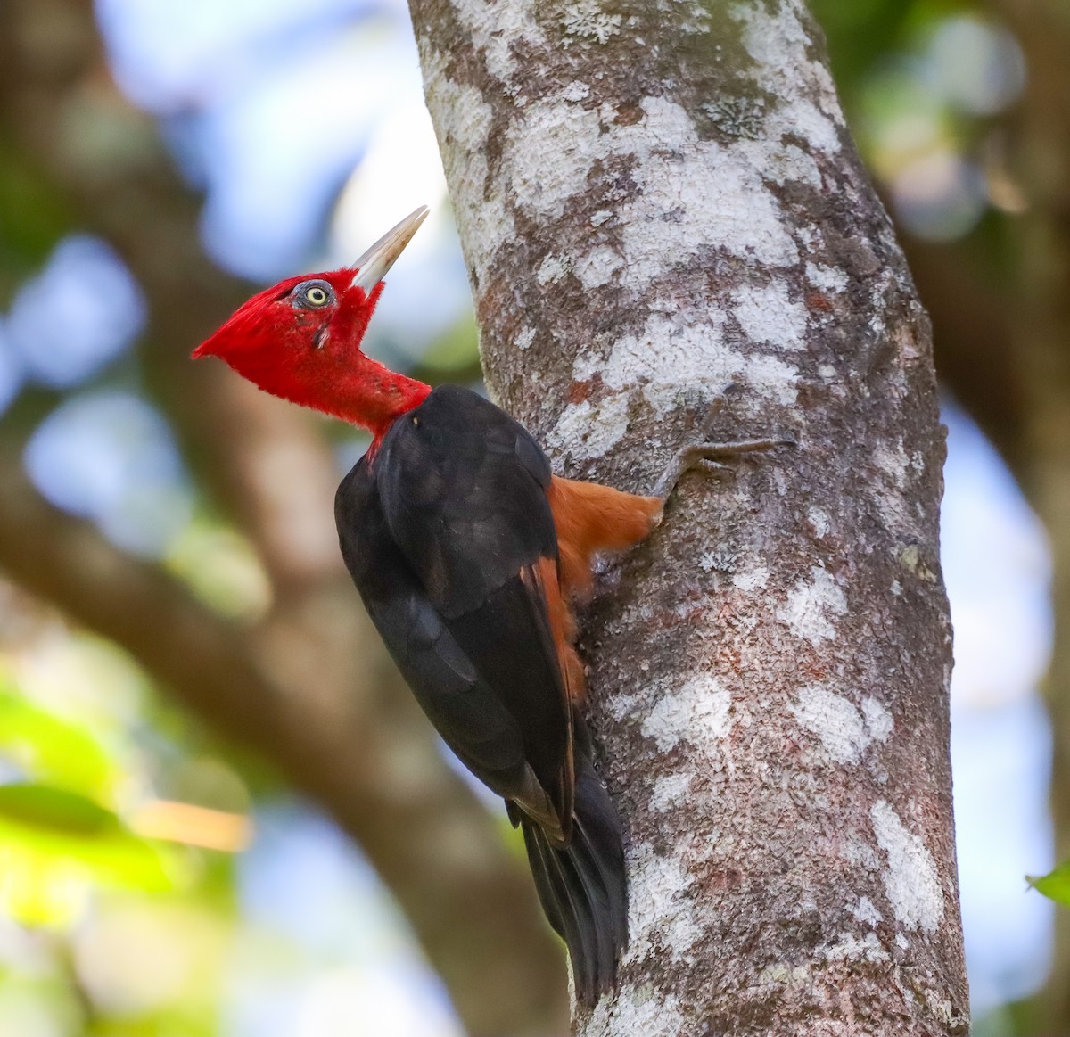 Red-necked Woodpecker - ML637974160