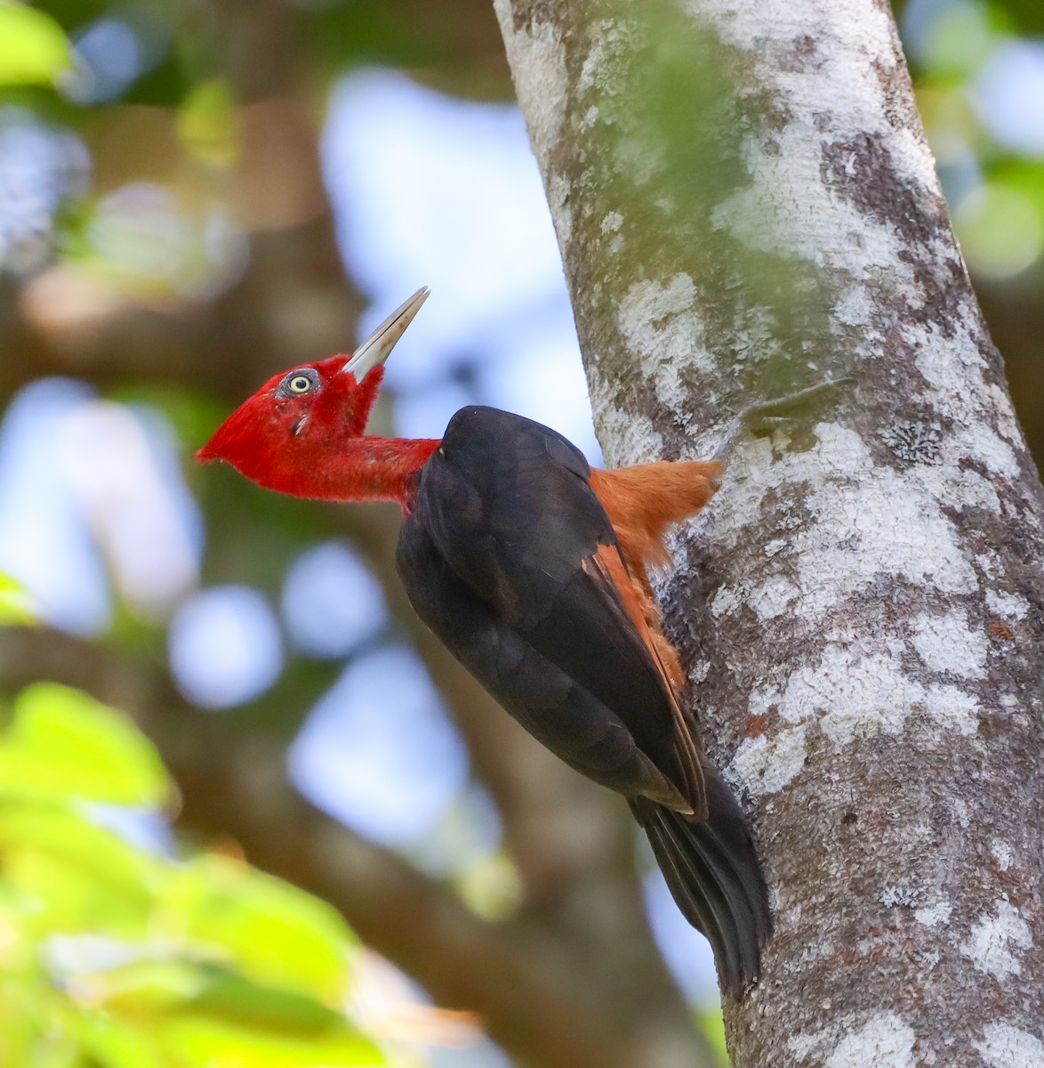 Red-necked Woodpecker - ML637974169
