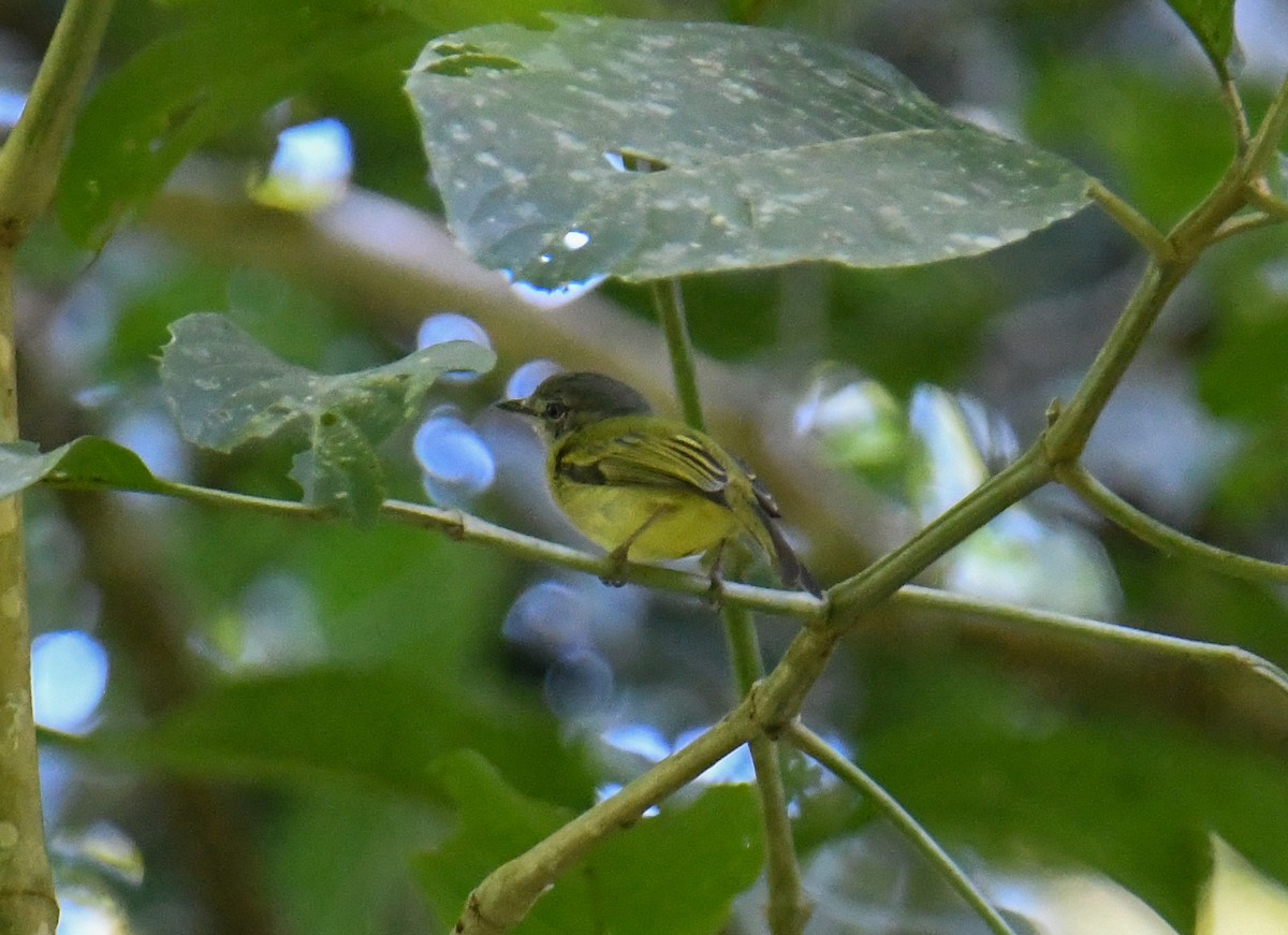 Yellow-olive Flatbill - ML637974173