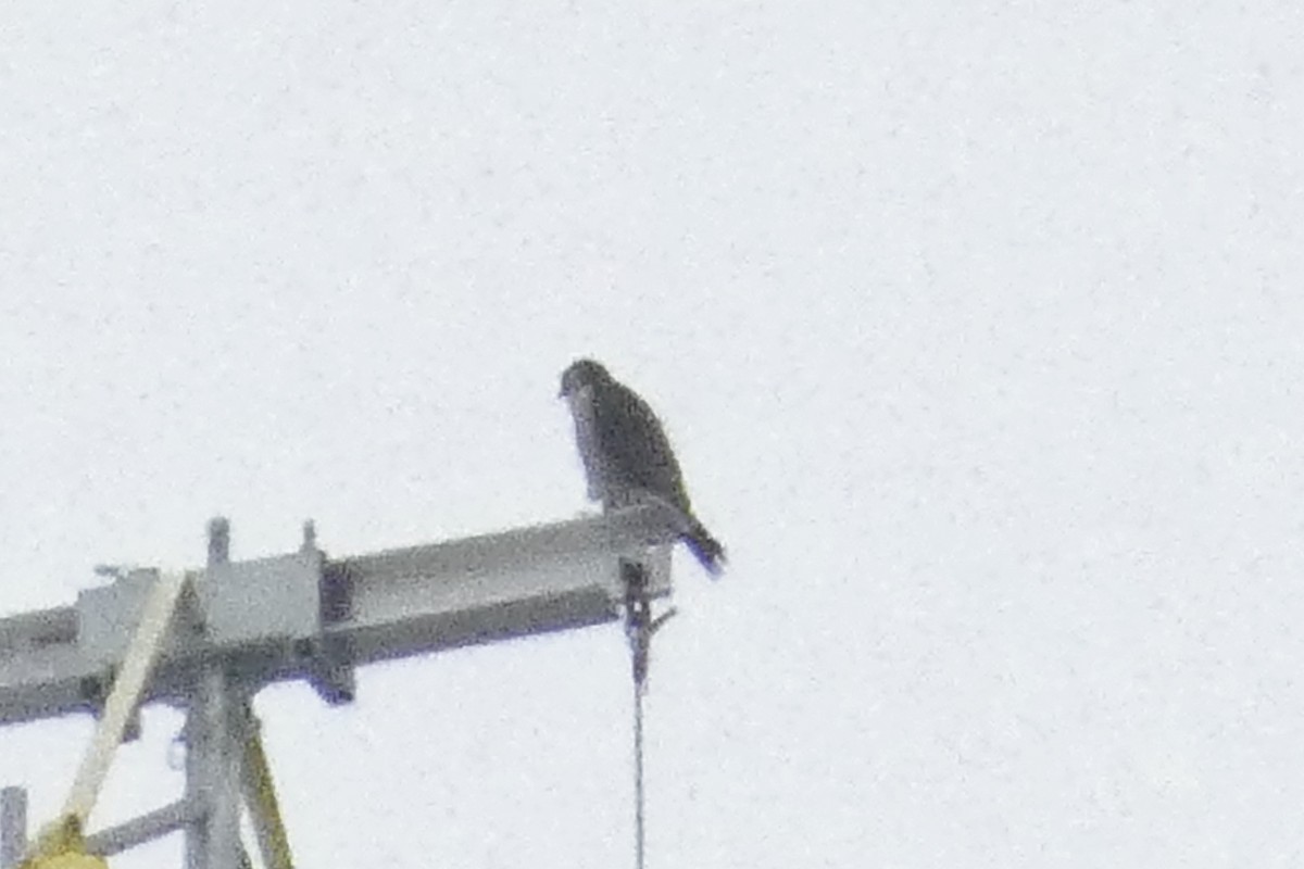 Peregrine Falcon - ML637974175