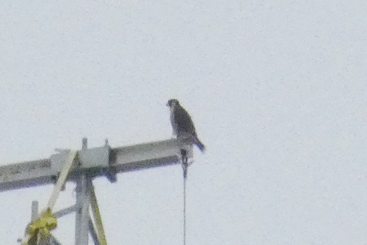 Peregrine Falcon - ML637974176