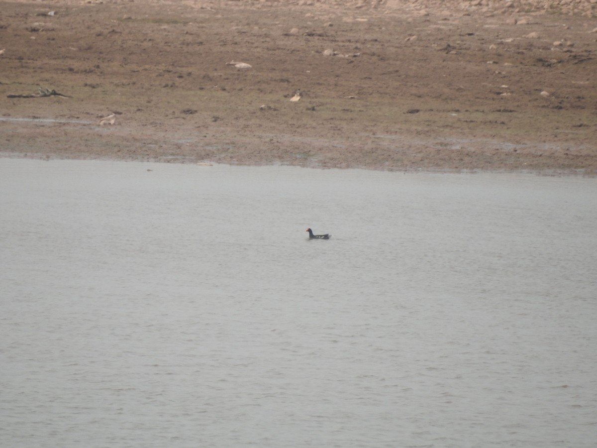Eurasian Moorhen - ML637974184