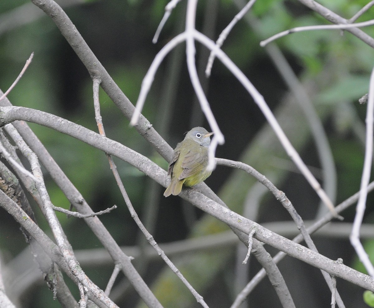 Connecticut Warbler - ML637974194