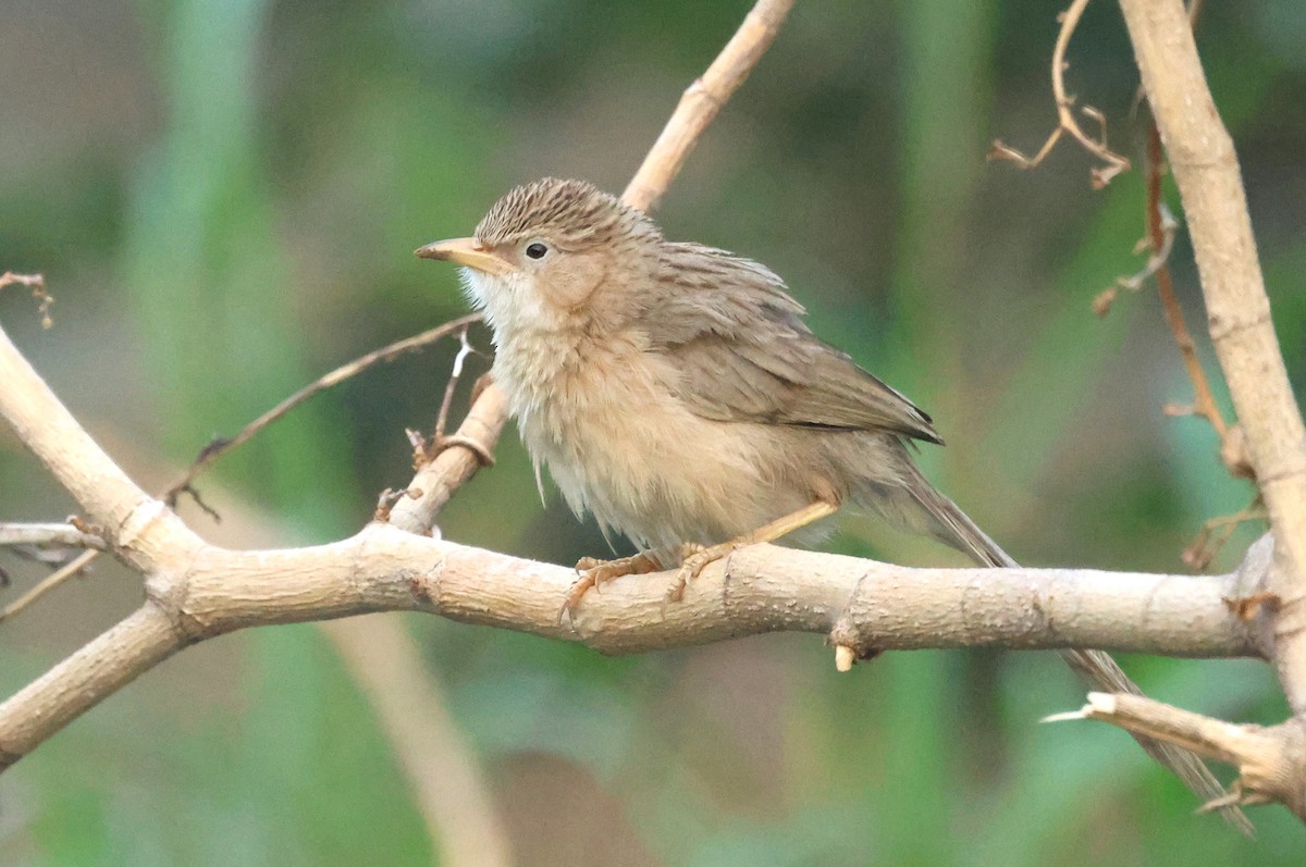 Common Babbler - ML637974197