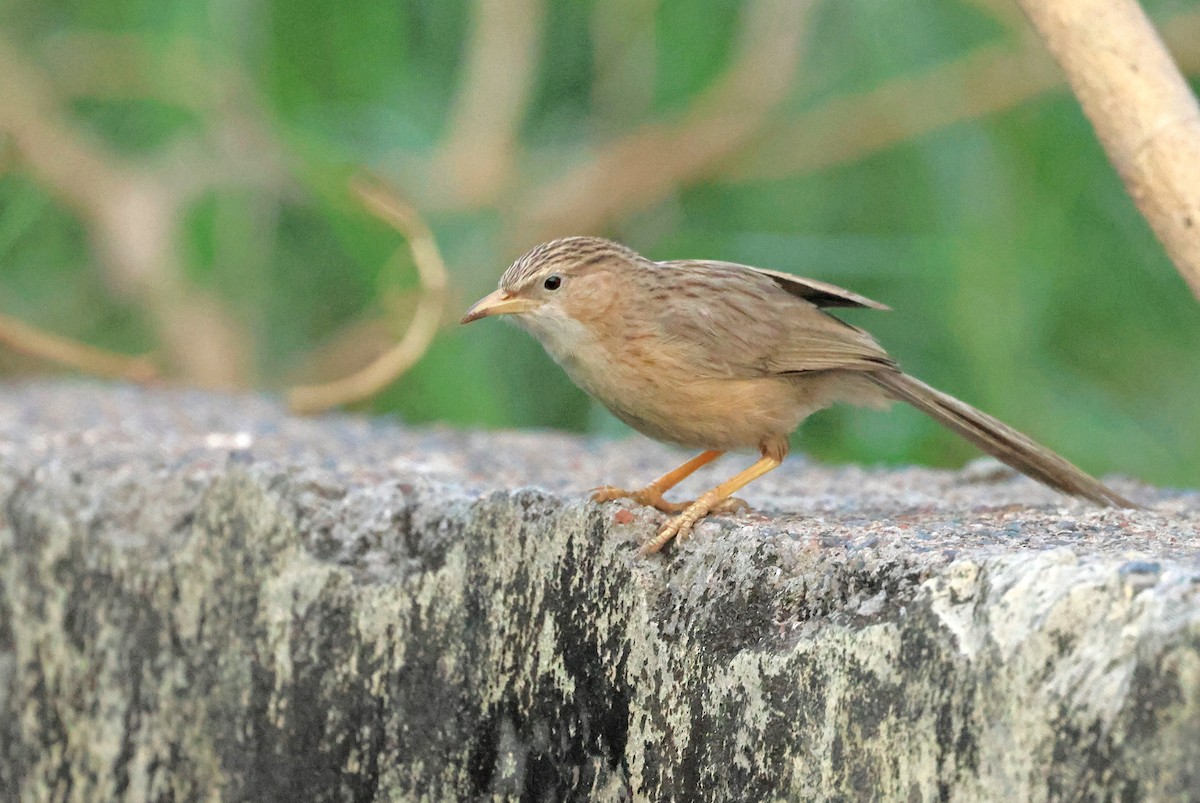 Common Babbler - ML637974198