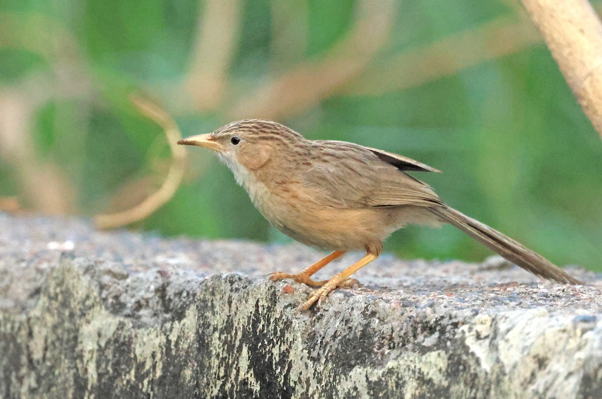 Common Babbler - ML637974199