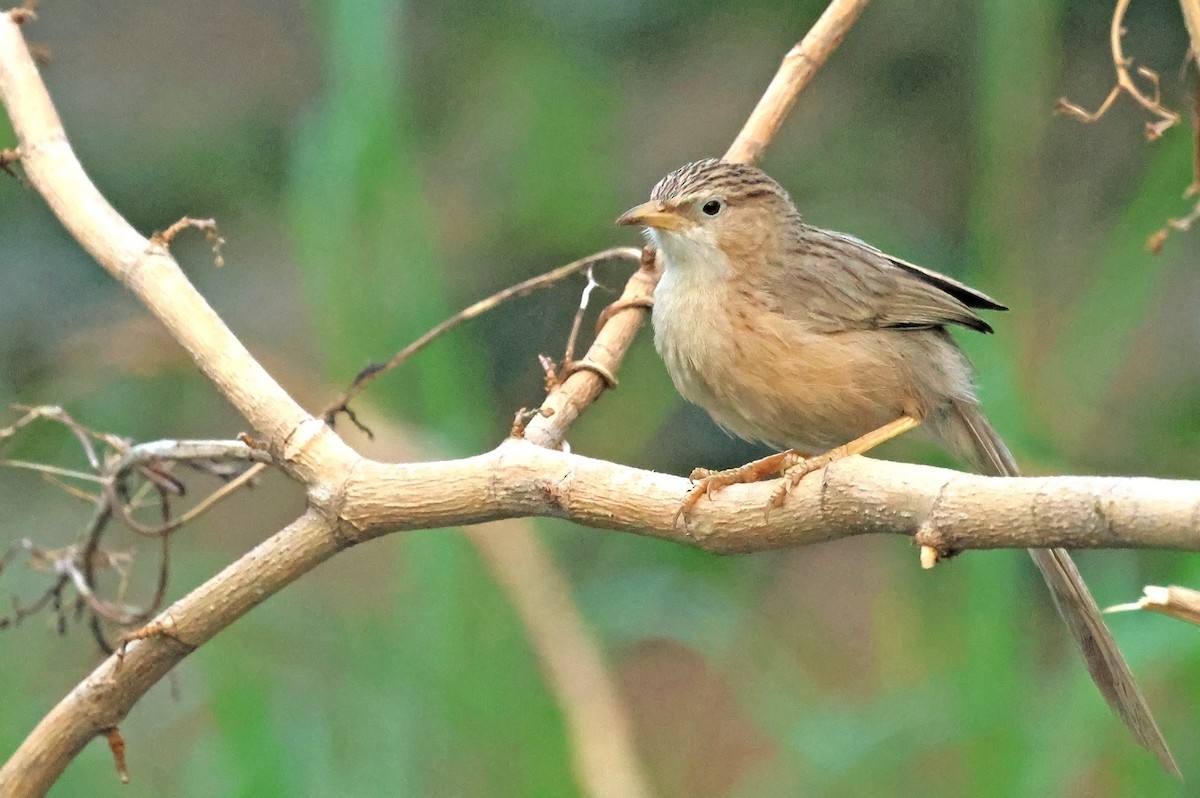 Common Babbler - ML637974200