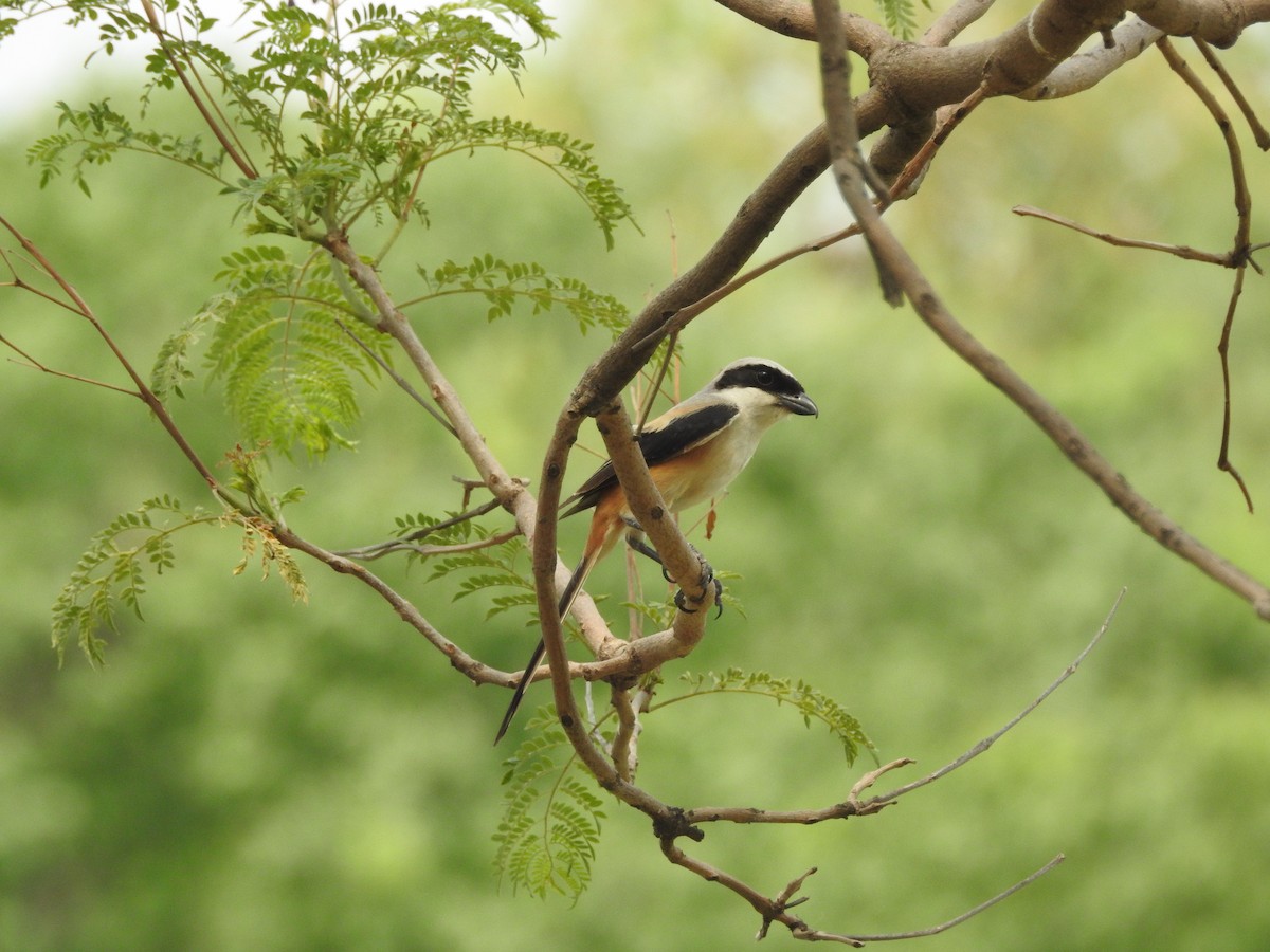 Long-tailed Shrike - ML637974216