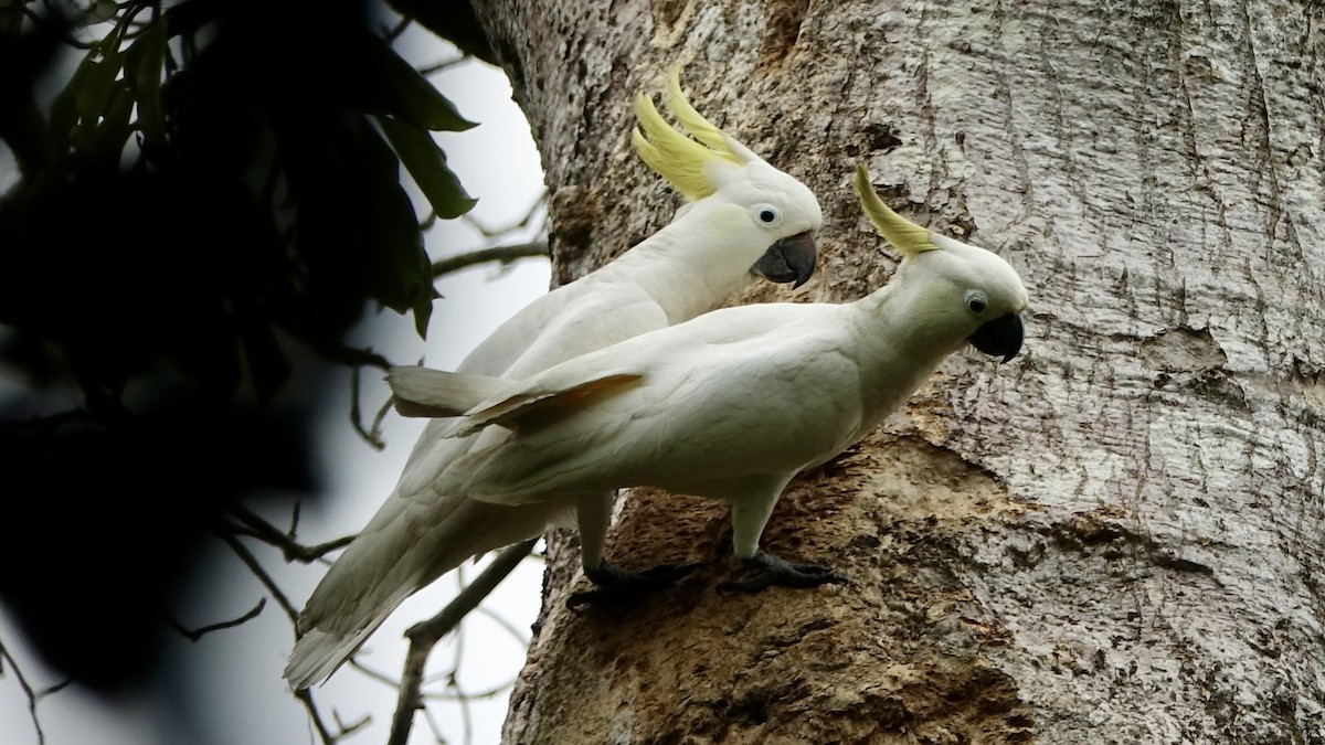 Sulphur-crested Cockatoo - ML637974245