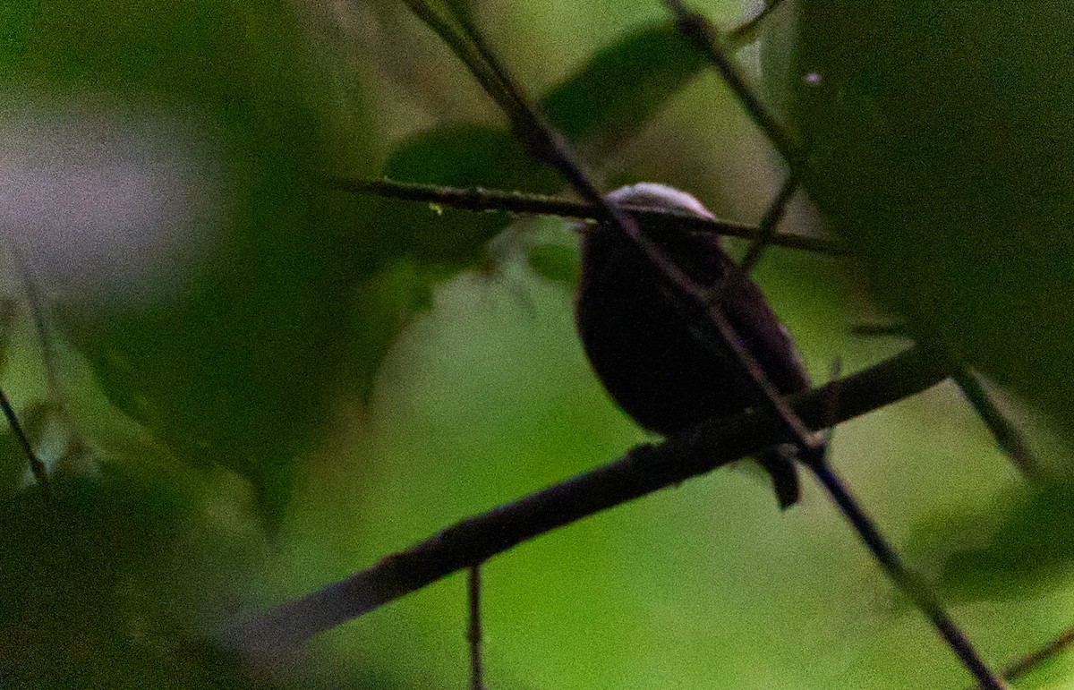 White-crowned Manakin - ML637974247