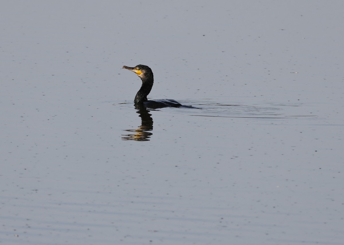 Great Cormorant - ML637974266