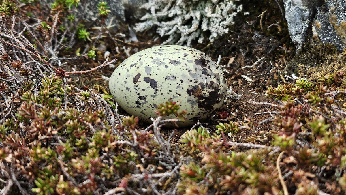 アライソシギ - ML637974267