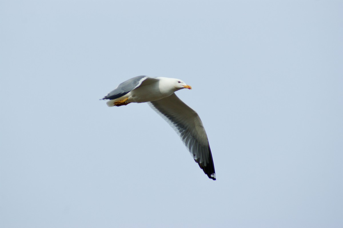 Lesser Black-backed Gull - ML637974271