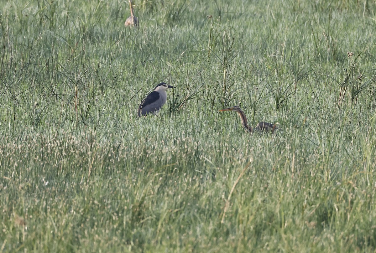 Black-crowned Night Heron - ML637974276