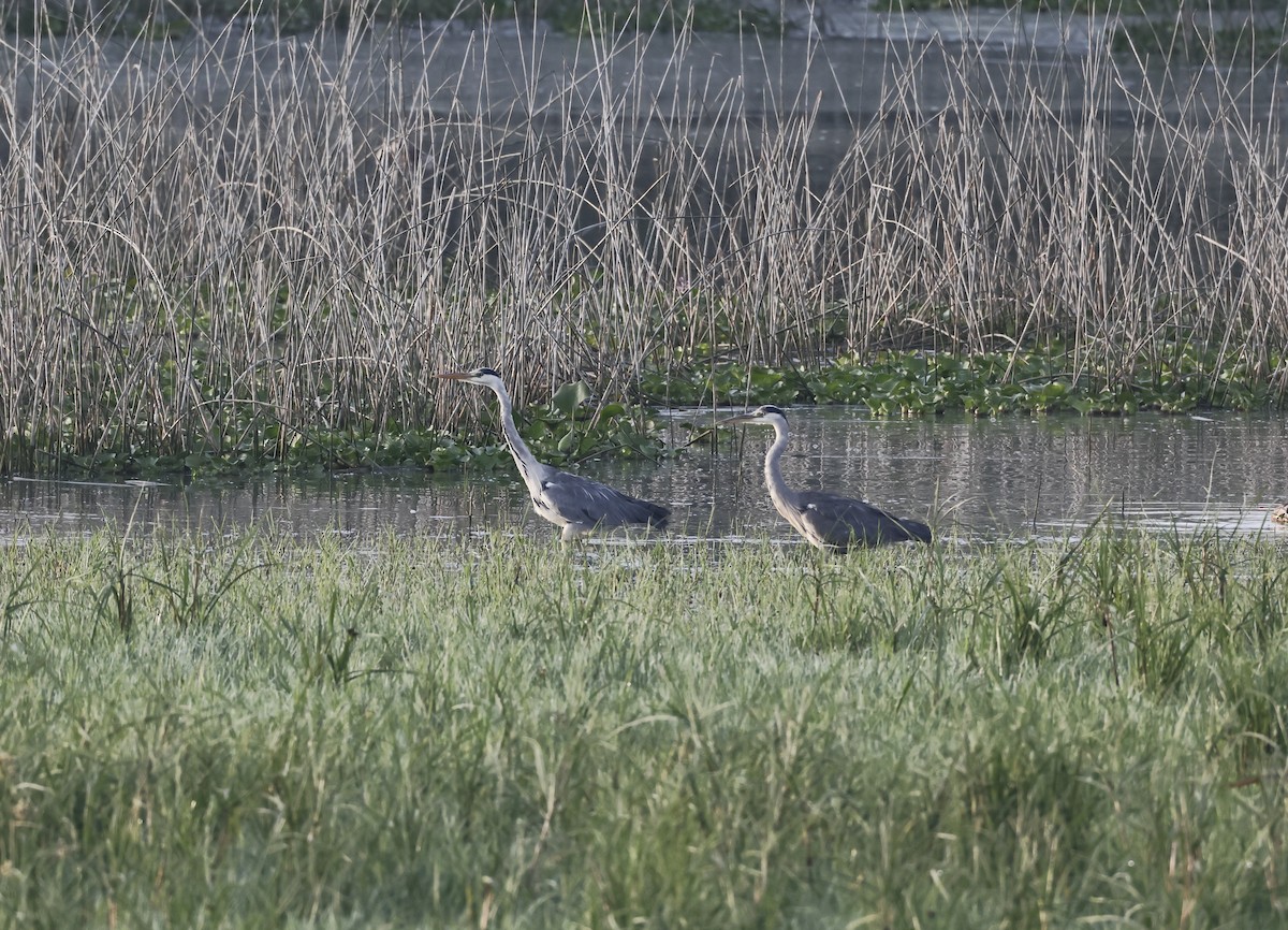 Gray Heron - ML637974283