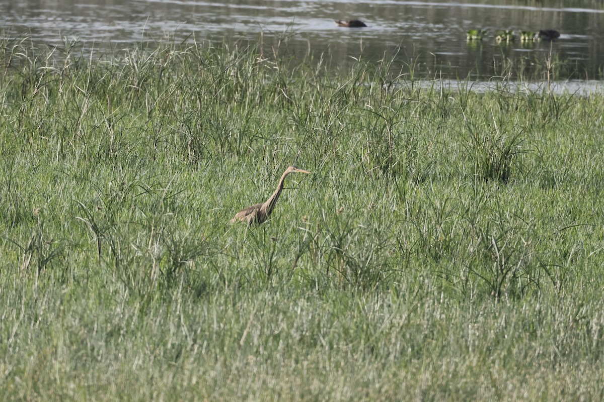 Purple Heron - ML637974288
