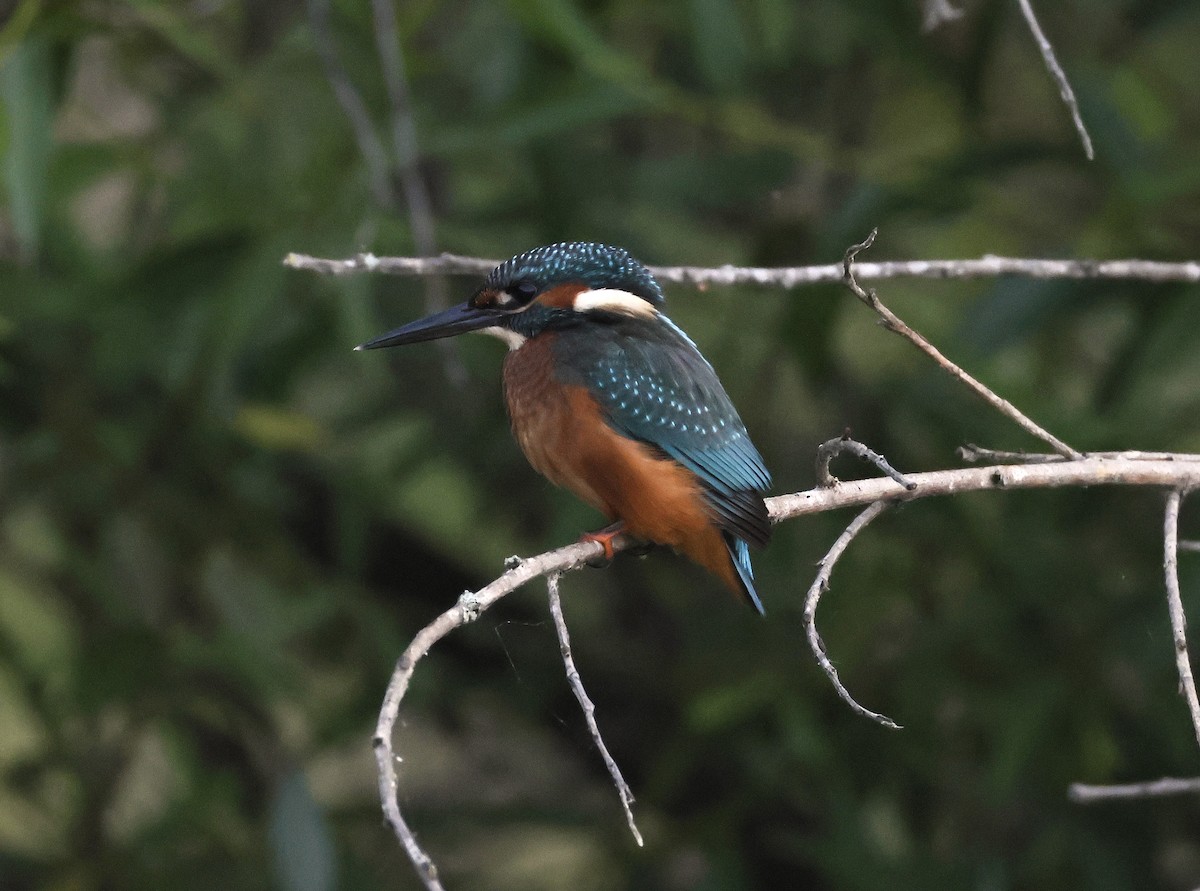 Common Kingfisher - ML637974299