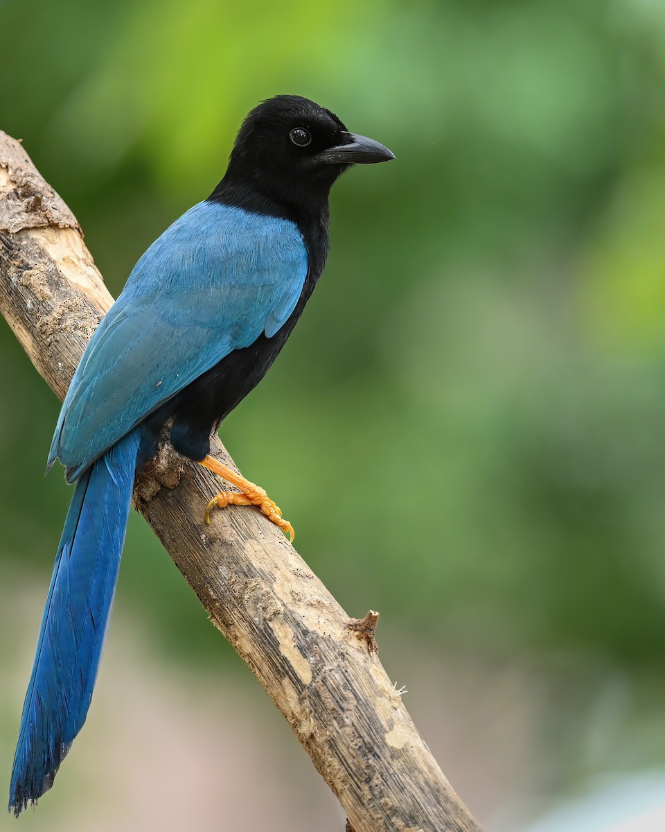 Yucatan Jay - Luis Trinchan