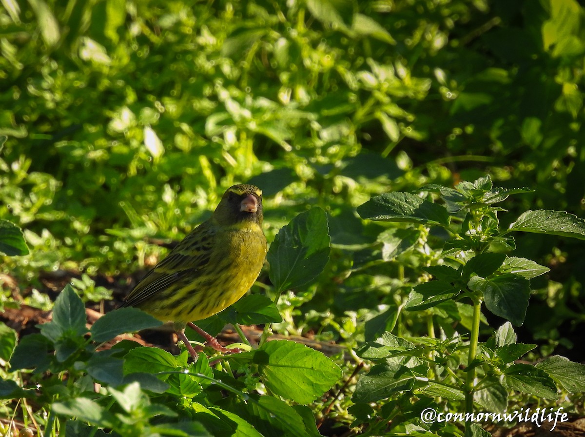 Forest Canary - ML637974319