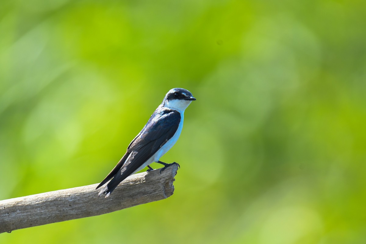 Mangrove Swallow - ML637974323
