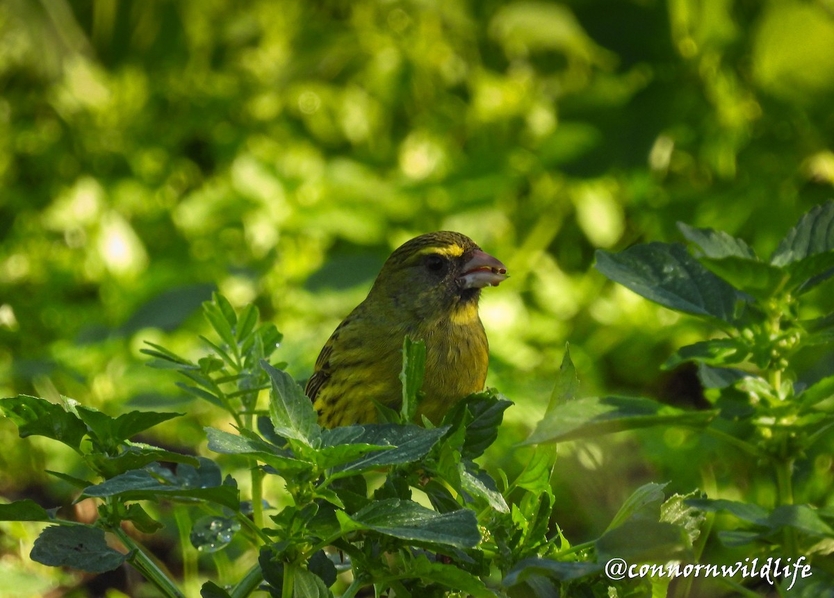 Forest Canary - ML637974332