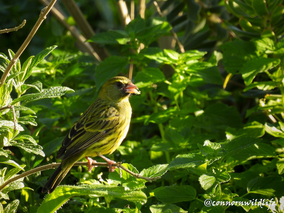 Forest Canary - ML637974344