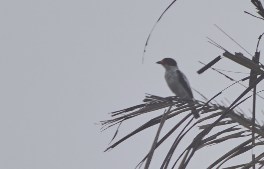 Black-tailed Tityra - ML637974350