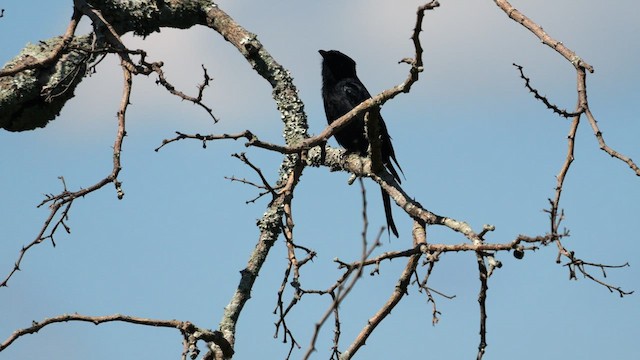 Fork-tailed Drongo (adsimilis Group) - ML637974378