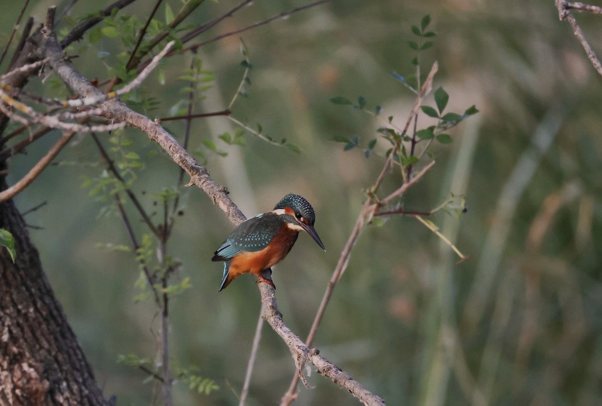 Common Kingfisher - ML637974414