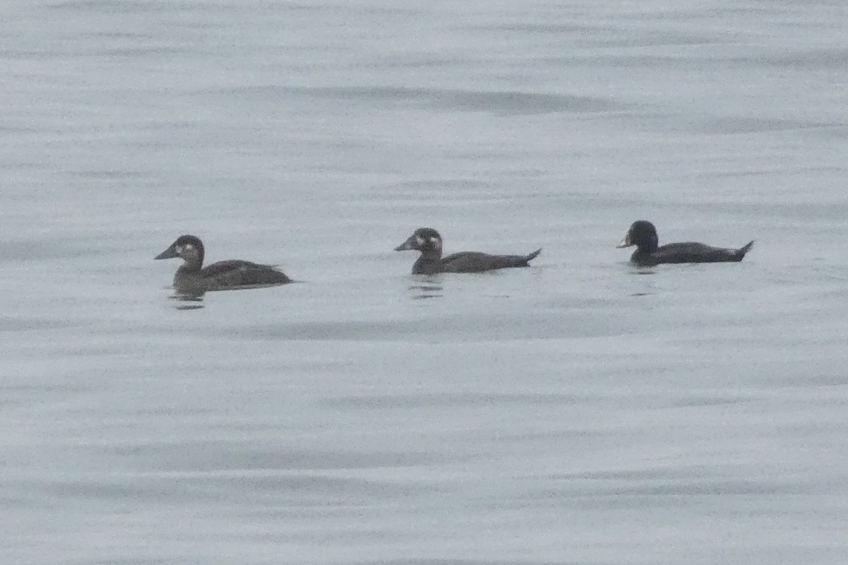 Surf Scoter - ML637974458