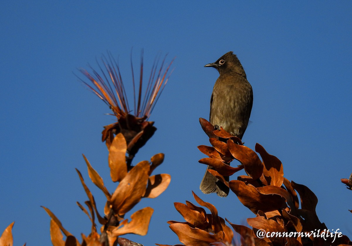 Cape Bulbul - ML637974474