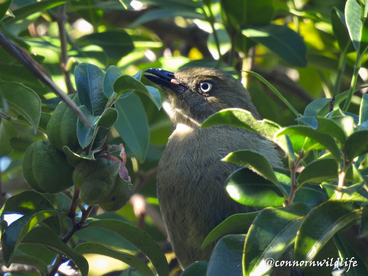 Sombre Greenbul - ML637974483