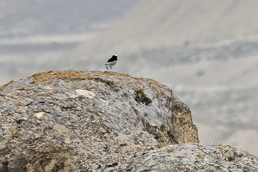 Finsch's Wheatear - ML637974511