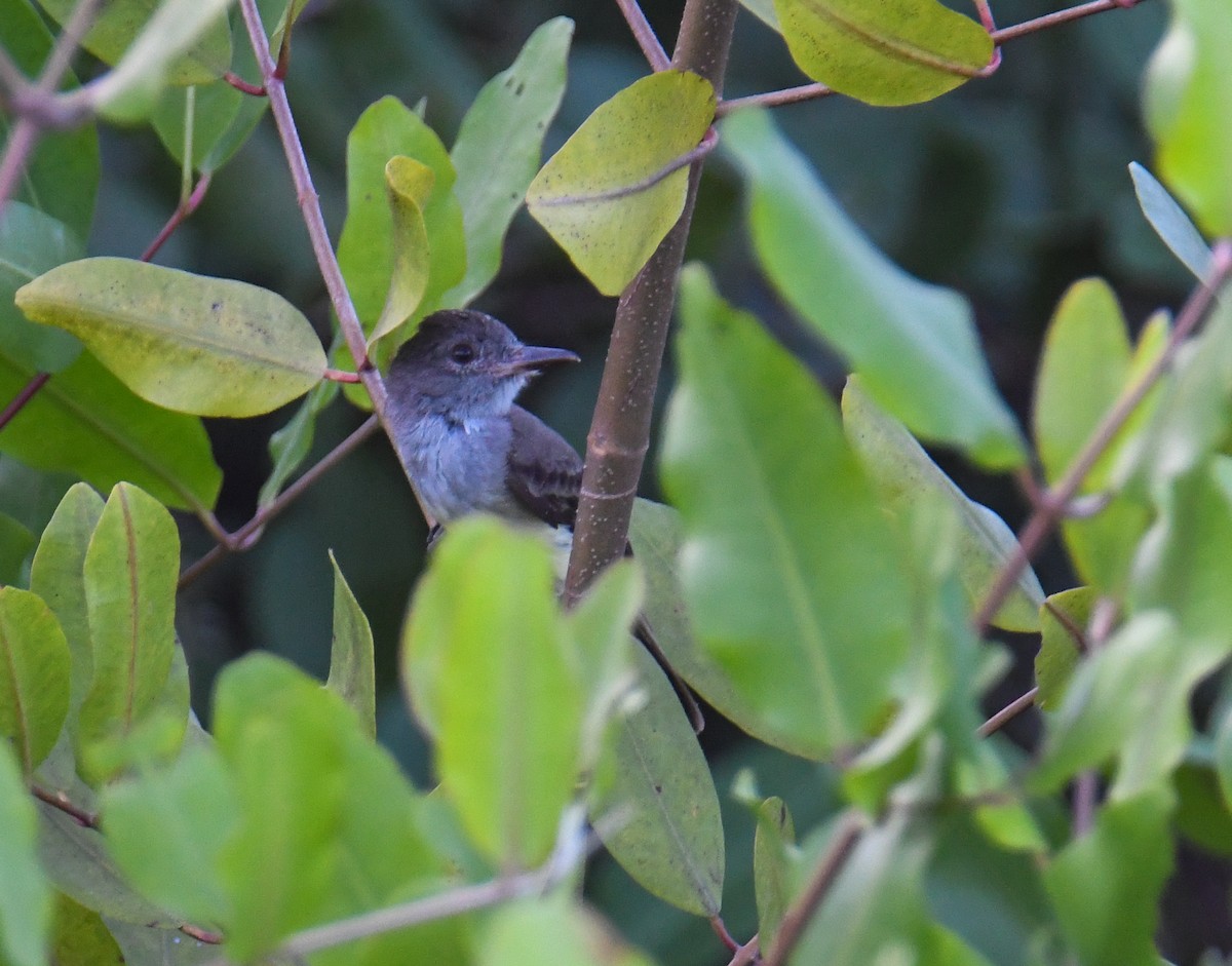 Panama Flycatcher - ML637974512