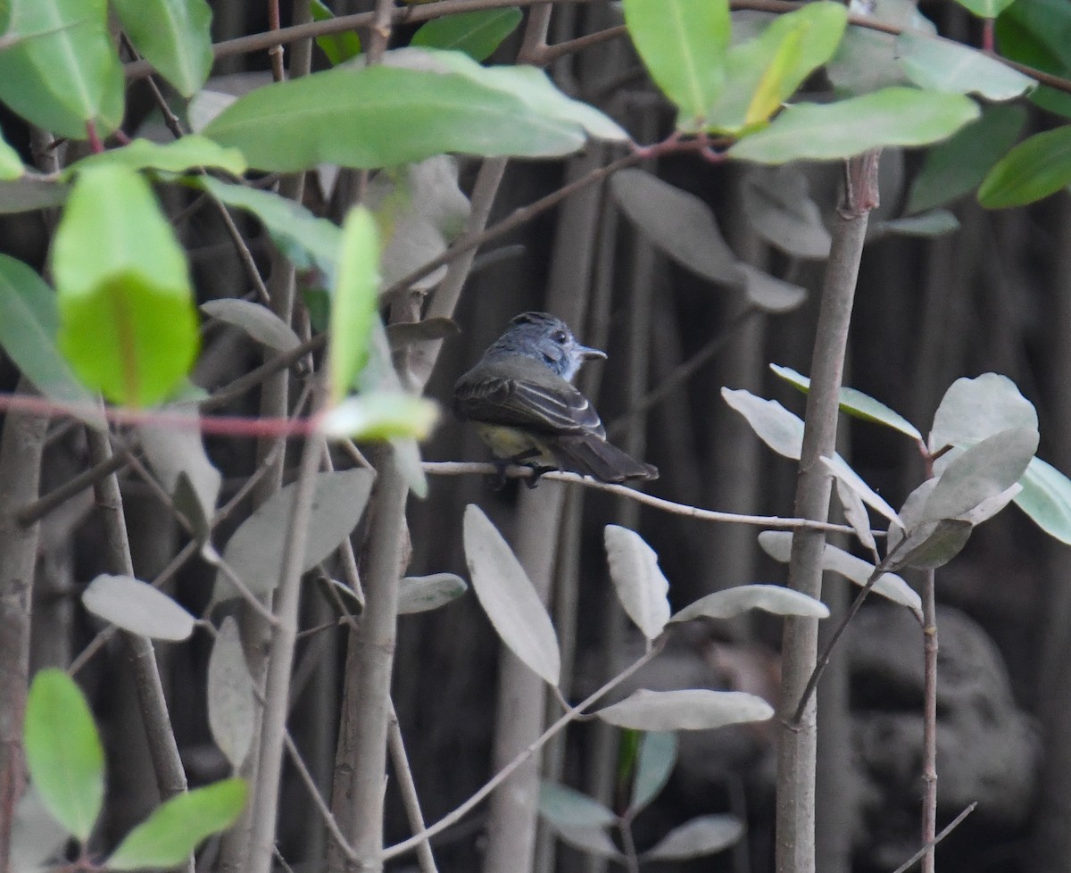 Panama Flycatcher - ML637974567