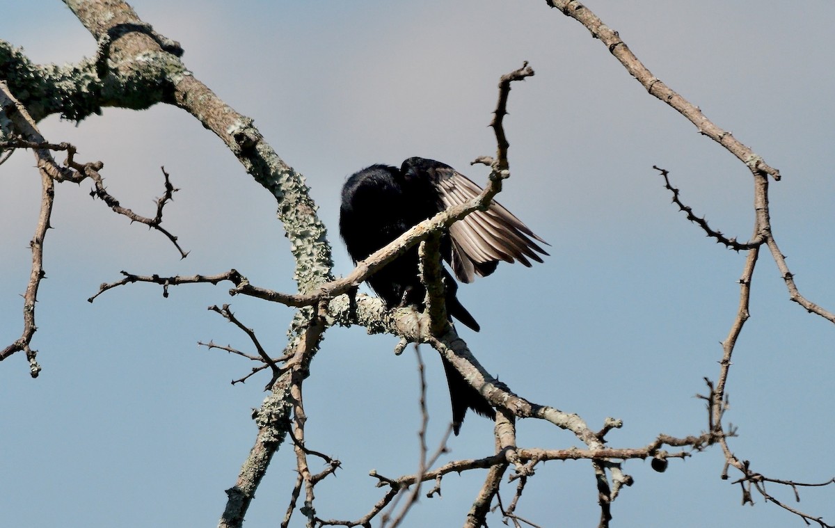 Fork-tailed Drongo (adsimilis Group) - ML637974604