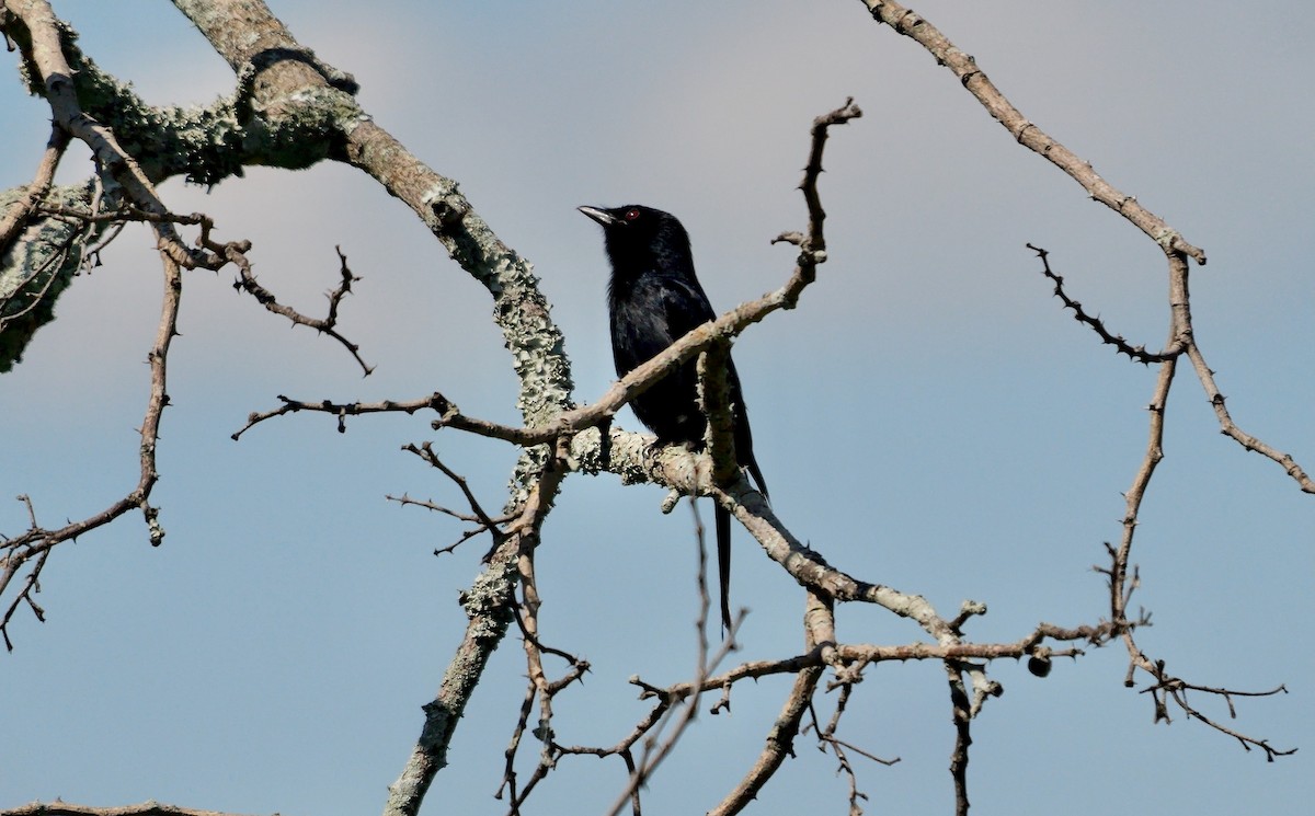 Fork-tailed Drongo (adsimilis Group) - ML637974605