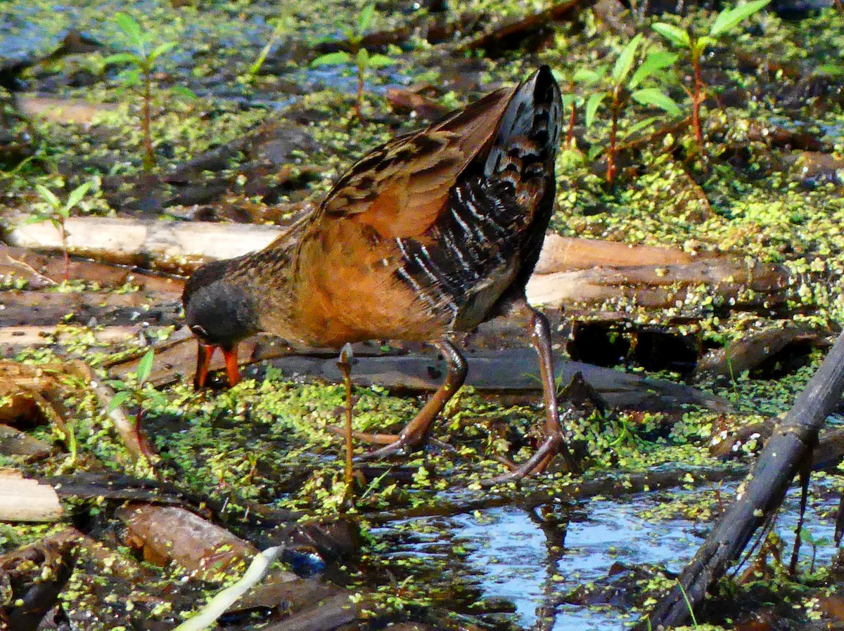 Virginia Rail - ML637974621