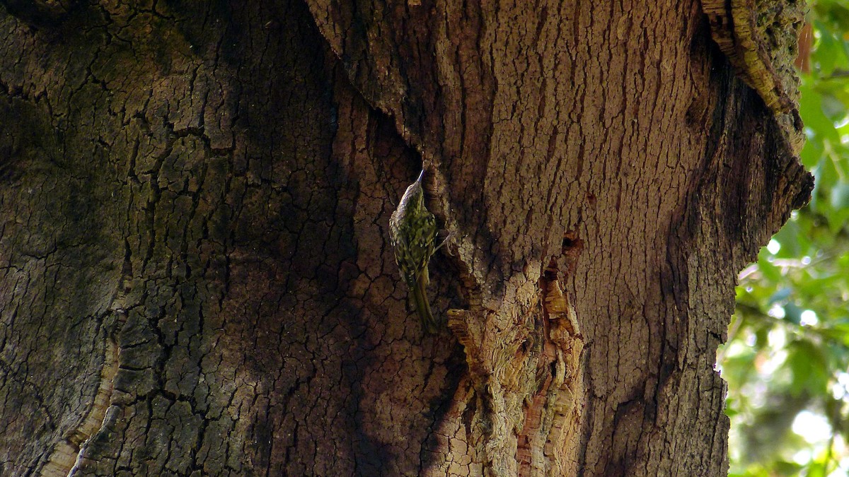 Short-toed Treecreeper - ML637974623