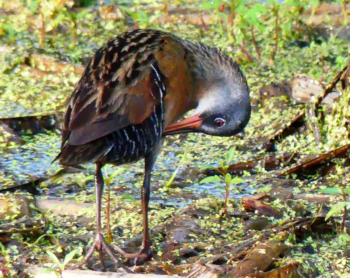 Virginia Rail - ML637974624