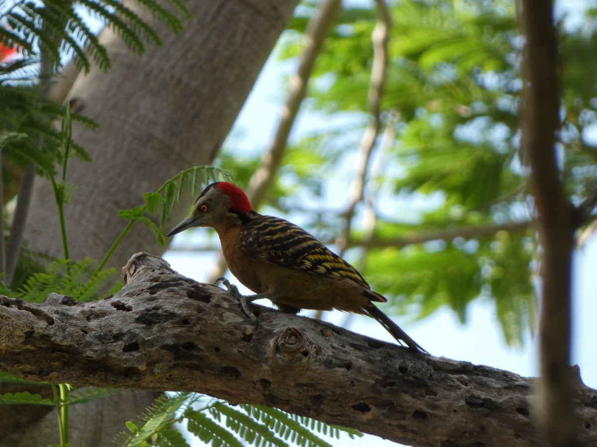 Hispaniolan Woodpecker - ML637974687